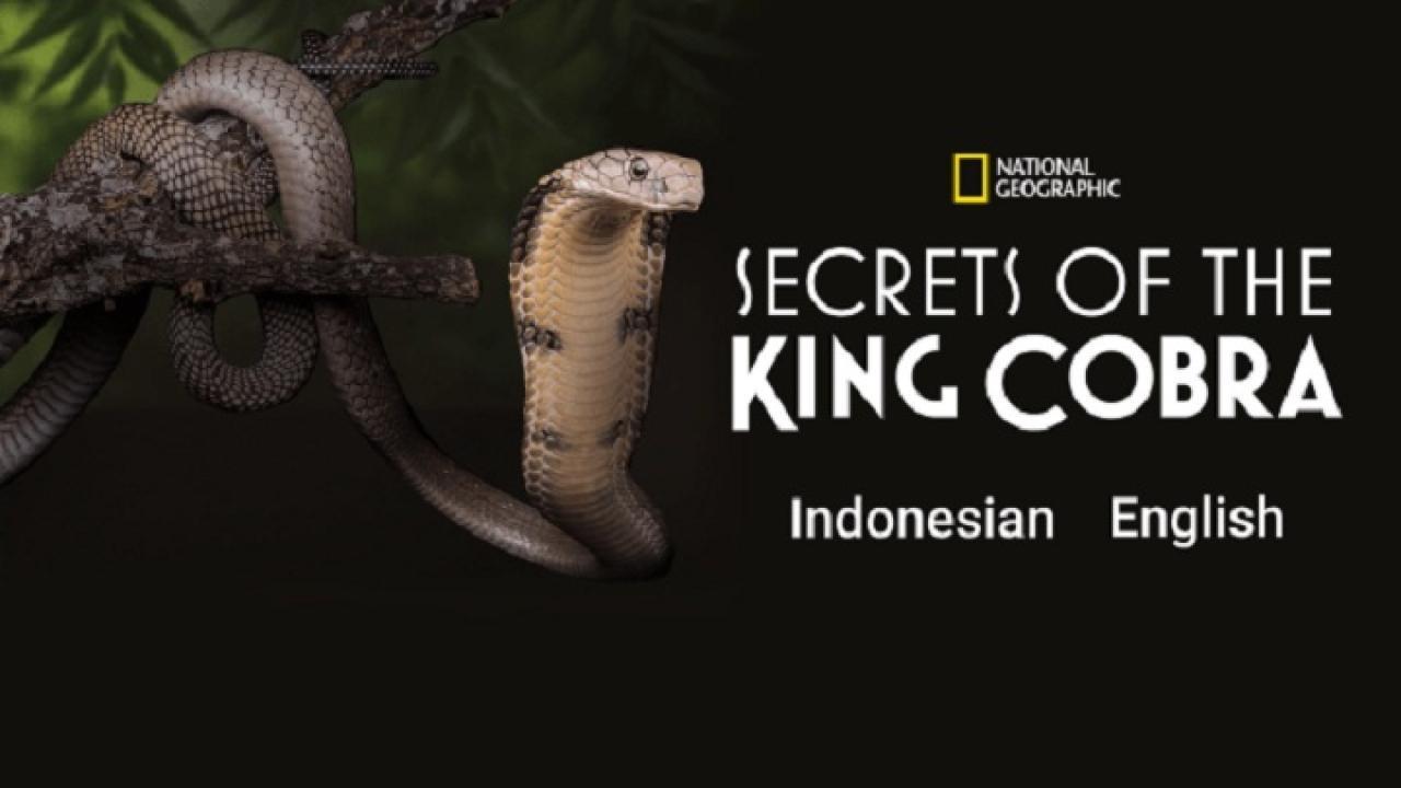 فيلم Secrets of the King Cobra 2010 مترجم كامل HD