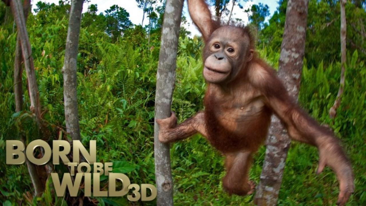 فيلم Born To Be Wild 2011 مترجم كامل HD