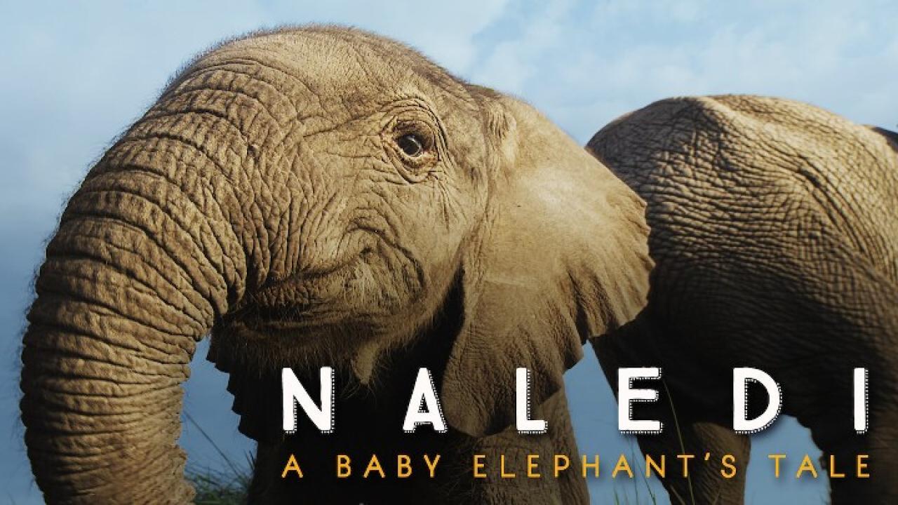 فيلم Naledi: A Baby Elephant's Tale 2016 مترجم كامل HD